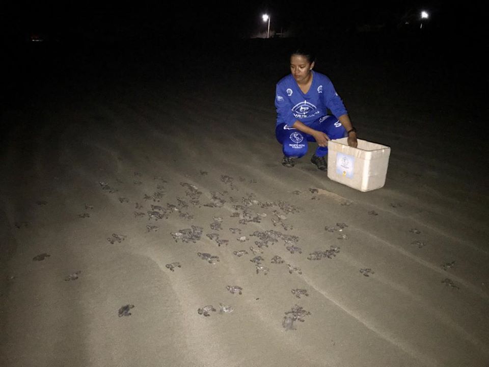 Filhotes de tartaruga em direção ao mar após nascimento em praia piauiense
